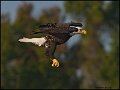 _0SB8943A american bald eagle